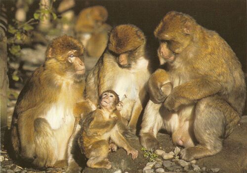 " La Montagne Des Singes 67600 Kintzheim ; La Forêt Des Singes 46359 Rocamadour".