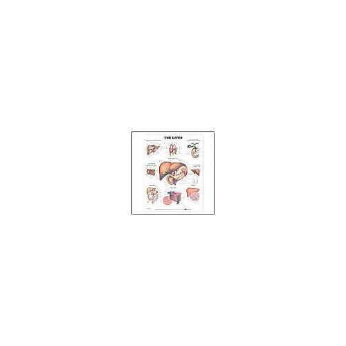 Liver Anatomical Chart