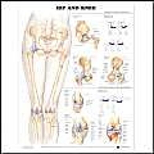 Hip And Knee Anatomical Chart