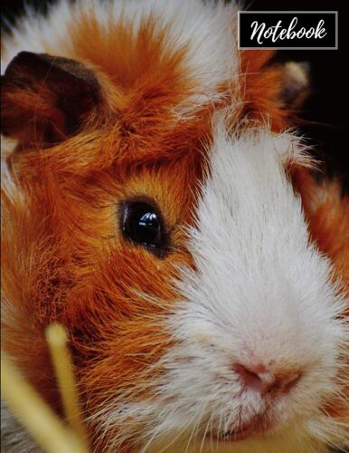 Notebook: Simple Blank Lined Notebook Journal: White & Red Guinea Pig: Large (8.5x11) 120 Pages: College Ruled (9/32"), Soft Cover With Black Back Cover, Perfect Bound