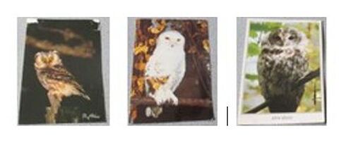 Trois Cartes Postales De Très Belles Chouettes De Perchées Sur Une Branche De Feuillage Ou Un Morceau De Bois -Modèles Différents -10x15cm -Correspondances Des Années 80 Au Dos