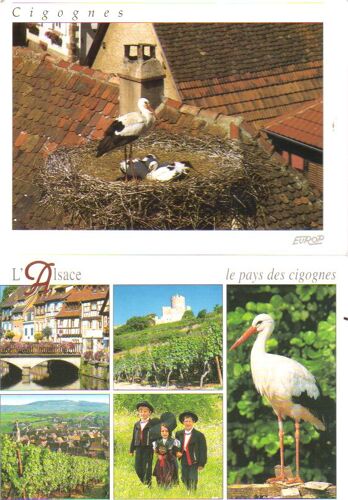 Lot De 2 Cartes Postales, Oiseaux / Cigognes °°°