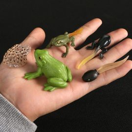 Figurine De Simulation De Petit Insecte Pour Enfants,Jouets De Croissance D'animaux,Modèle De Subvention De La Vie,Équation D'araignée,Grenouille,Papillon,Mignon,Bébé,Début - Type Frog