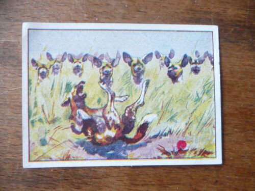 Ancel : "Chasse Aux Fauves"