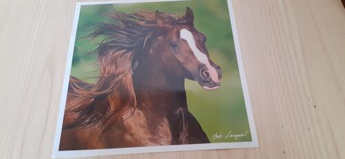 Photographie Pur-Sang Arabe