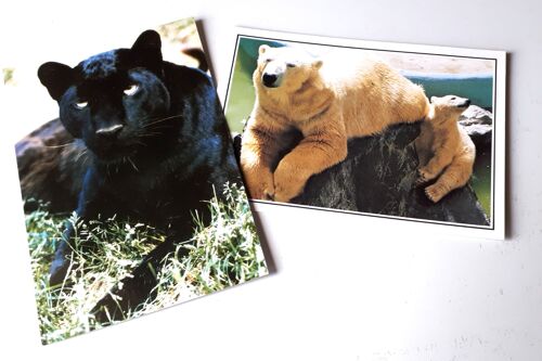 Deux Cartes Postales Couleurs Du Zoo De La Palmyre Représentant Un Jaguar Noir Et Un Ourson Avec Sa Mère Ours Blanc - 10x15cm