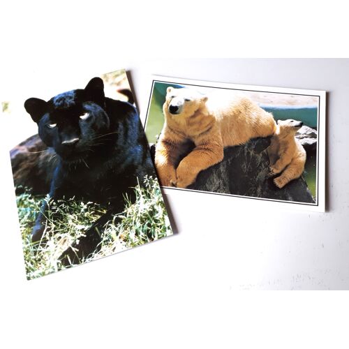 Deux Cartes Postales Couleurs Du Zoo De La Palmyre Représentant Un Jaguar Noir Et Un Ourson Avec Sa Mère Ours Blanc - 10x15cm
