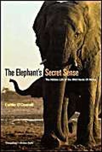 The Elephant's Secret Sense