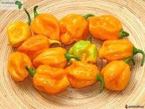 Piment Jaune Du Burundi 50 Graines