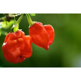Piment Rouge Du Burundii 10 Graines