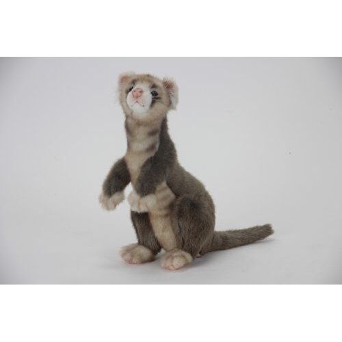 Ferret No.4556 (Japan Import)