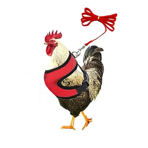 1 Set Harnais De Poulet Avec Laisse Respirant Poulet Canard De Poulet Gilet De Volaille Pour Arrière-Cour