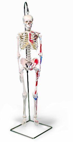 3b Scientific Mini Squelette Muscles Peints Suspendu 