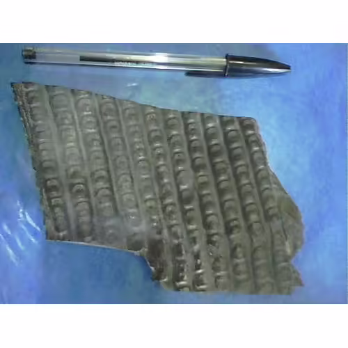 Morceau De Bois Fossile 'sigillaria' (Carbonifère)13 X 10 Cm, 431 Grammes.