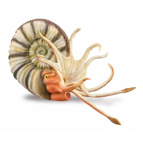 Figurine Préhistoire (Xl): Ammonite Pleuroceras