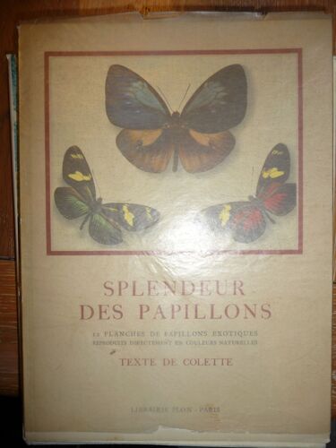 Splendeur Des Papillons