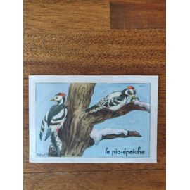 Bon-Point Ancien Pic-Épeiche - Illustration Calvet-Ragniet, Éditions Éducatives Paris