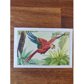 Bon-Point Perroquet - Illustration Calvet-Ragniet, Éditions Éducatives Paris