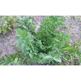 Ache Des Montagnes (Livèche) 20 Graines