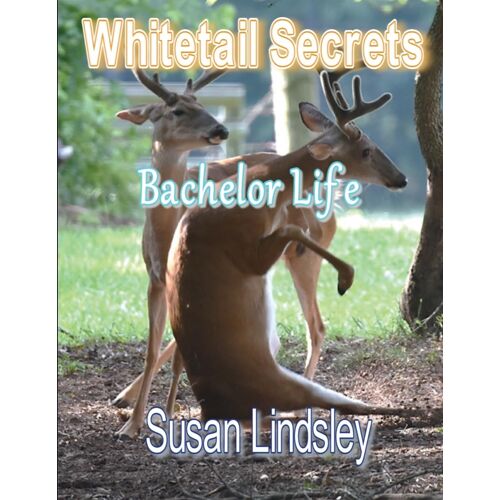 Whitetail Secrets: Bachelor Life