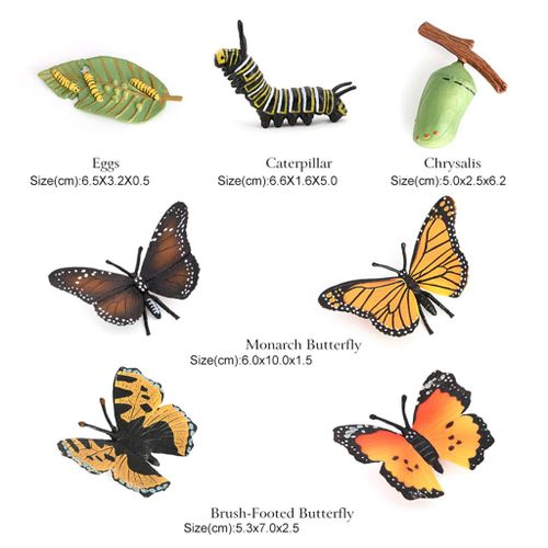 Ensemble De Jeu De Figurines De Papillon Et D'Insecte, Cycle De Vie