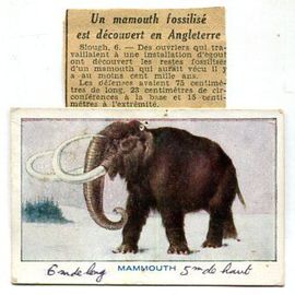 Bon Point - " N° 96 : Le Mammouth " - Les Animaux De La Préhistoire - Sirop Deschiens