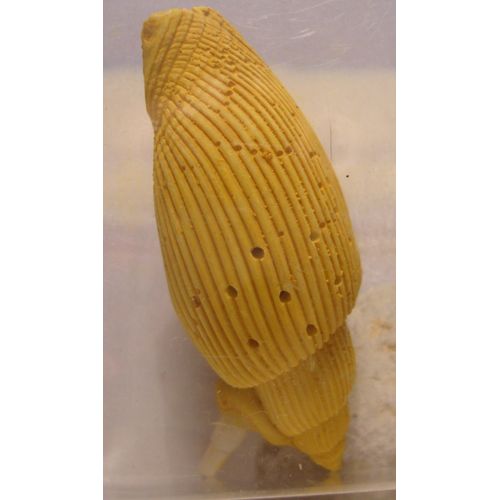 Diffuseur Coquillage Décoration Aquarium