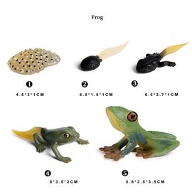 Figurines De Cycle D'Insecte Pour Enfants, Modèle De Croissance De Grenouille, Jouets D'Apprentissage Pour Enfants, Jeu De Rôle, Fête À Thème