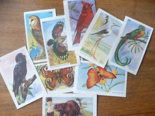 Images Entremets Franco Russe