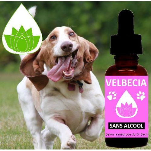 Velbecia® - Fleurs De Bach Animal Hyperactif (Chat, Chien.) Sans Alcool (30 Ml) 