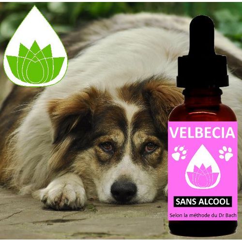 Velbecia® - Fleurs De Bach Animal Boulimie Sans Alcool (30 Ml) 