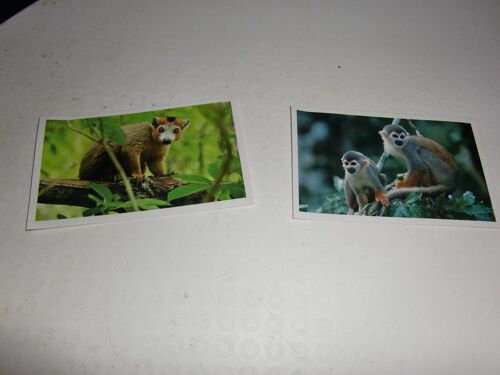Lot De 2 Autocollants : Singes