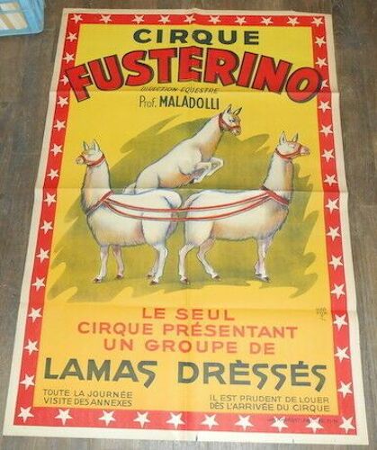 Affiche Cirque Fustérino Direction Équestre Prof. Maladolli Le Seul Cirque Présentant Un Groupe De Lamas Dréssés