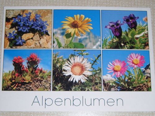 Carte Postale De Suisse: Flore Alpine