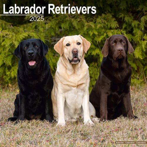 Labrador Retriever 2025 - 16-Monatskalender