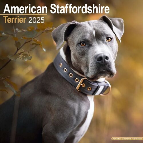 American Staffordshire Terrier 2025 - 16-Monatskalender