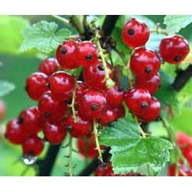 3 Pieds De Groseillers À Fruits D'environ 20 À 30 Cm