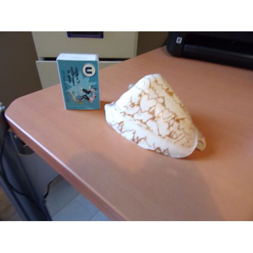 Coquillage De Croatie