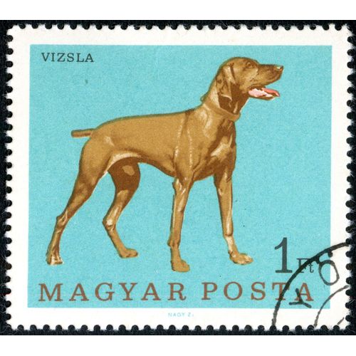 Timbre Oblitéré Magyar Posta, Vizsla, 1 Ft