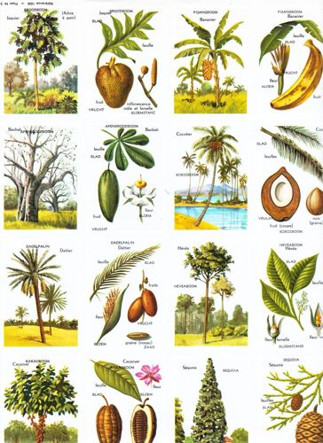 Volumétrix - Référence 1005 - Planche N°3 - Les Arbres Exotiques, Leurs Feuilles, Leurs Fleurs, Leurs Fruits - Planche De 16 Images Chromo