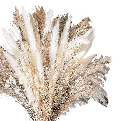 100pcs Natural Dried Pampas Grass Bouquet Fleur séchée Compatible Mariage