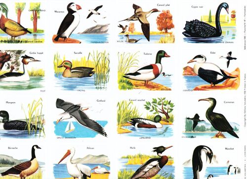 Volumétrix - Référence 1005 - Planche N°49 - Palmipèdes - Planche De 16 Images Chromo