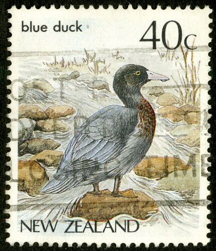 Timbre Oblitéré New Zealand, Blue Duck, 40 C
