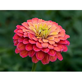 10 Graines Zinnia Elegans