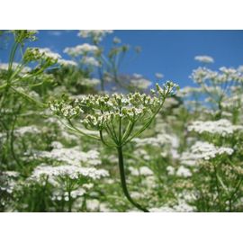 30 Graines De Cumin Du Maroc