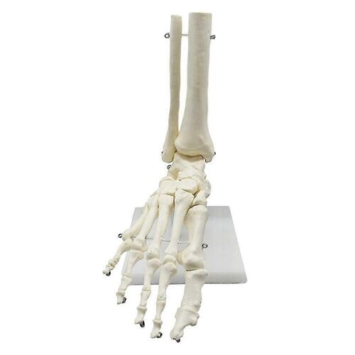 1: 1 Anatomie Du Pied Du Squelette Humain Modèle Pied Et Cheville Avec Modèle Anatomique Anatomie Enseignement Resourc 