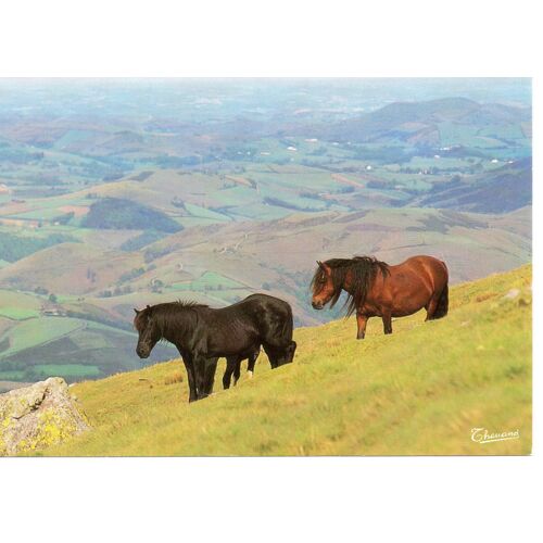 64 Pays Basque - Pottoks En Montagne