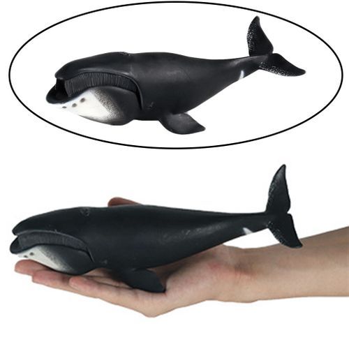 Figurines Réalistes De Baleine De L'Océan, Modèle De Requin, Vie Marine, Jouets Éducatifs, Ensemble De Jeu, Cadeaux De Collection Décoratifs