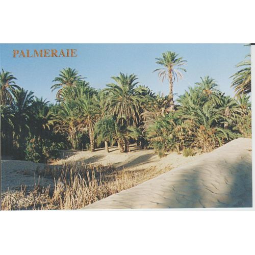 Carte Postale Palmeraie,Sud Tunisien
