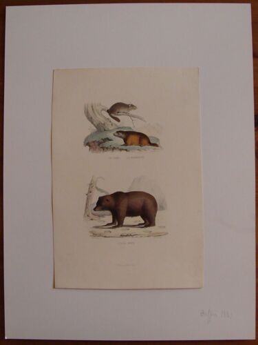 Buffon : Gravure Couleurs : Le Loir - La Marmotte - L'ours Brun ( 1839 )